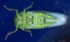 Chlorotettix viridius