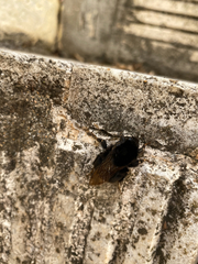 Bombus terrestris canariensis