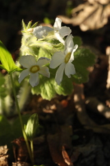 Primula kisoana