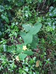 Hypericum sampsonii