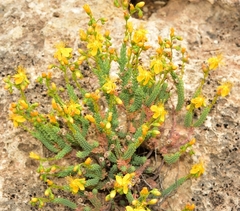 Hypericum hispanicum