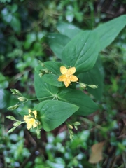 Hypericum sampsonii