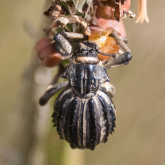 Brachycerus albotectus