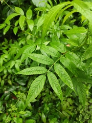 Rubus tsangii