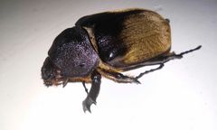 Megasoma elephas elephas
