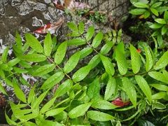 Rubus tsangii