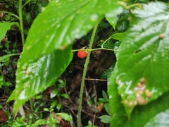 Rubus corchorifolius