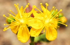 Hypericum hispanicum