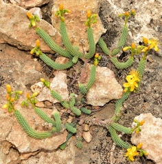 Hypericum hispanicum