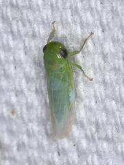Chlorotettix viridius