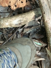 Polyura