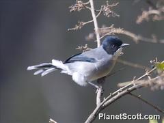 Black-Headed Sibia photo 2