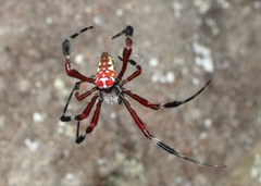 Argiope ocula