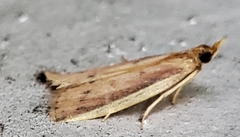 Peoria approximella