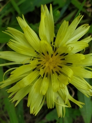 Pyrrhopappus grandiflorus