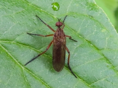 Empis livida