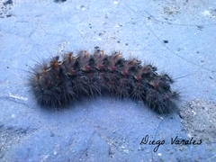 Paracles fusca