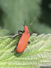 Pyrochroa serraticornis