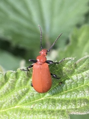 Pyrochroa serraticornis