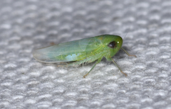 Chlorotettix viridius