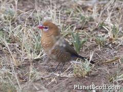 Granatina ianthinogaster