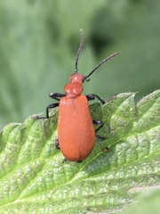 Pyrochroa serraticornis