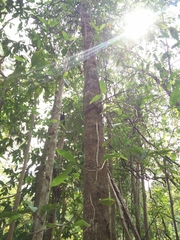 Dipterocarpus alatus