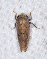 Paraphlepsius continuus