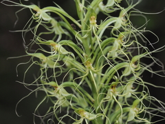 Habenaria pantlingiana
