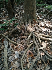 Dipterocarpus alatus