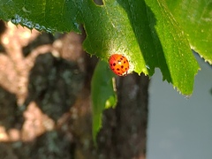 Harmonia axyridis