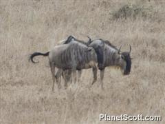 Connochaetes taurinus albojubatus