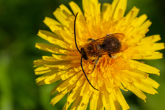 Eucera longicornis