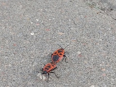 Pyrrhocoris apterus