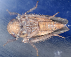 Paraphlepsius continuus