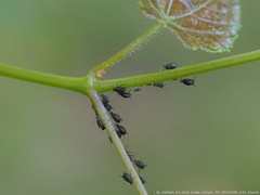 Aphis illinoisensis