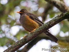 Turdus abyssinicus