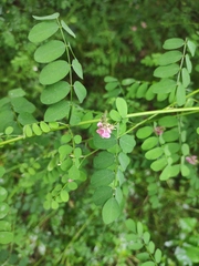 Indigofera bungeana