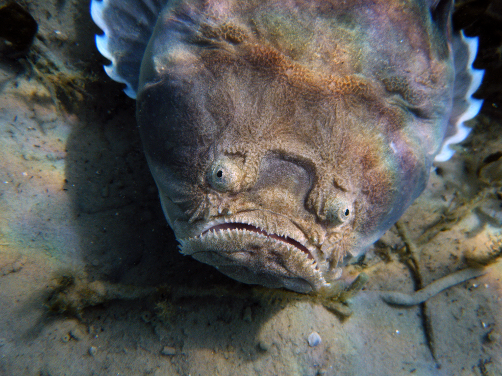 Gewone sterrenkijker (Kathetostoma laeve) — Uranoscopidae