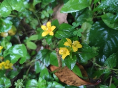 Lysimachia congestiflora