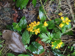 Lysimachia congestiflora