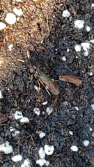 Myodocha serripes