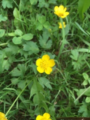 Ranunculus repens