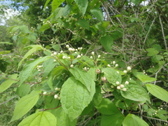 Philadelphus tenuifolius