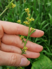 Sisymbrium officinale