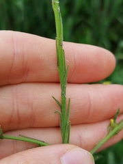 Sisymbrium officinale