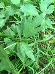 Ranunculus repens