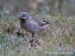 Passer rufocinctus