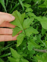 Sisymbrium officinale