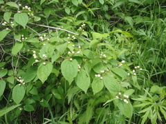 Philadelphus tenuifolius